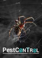 Spider Control Perth image 2